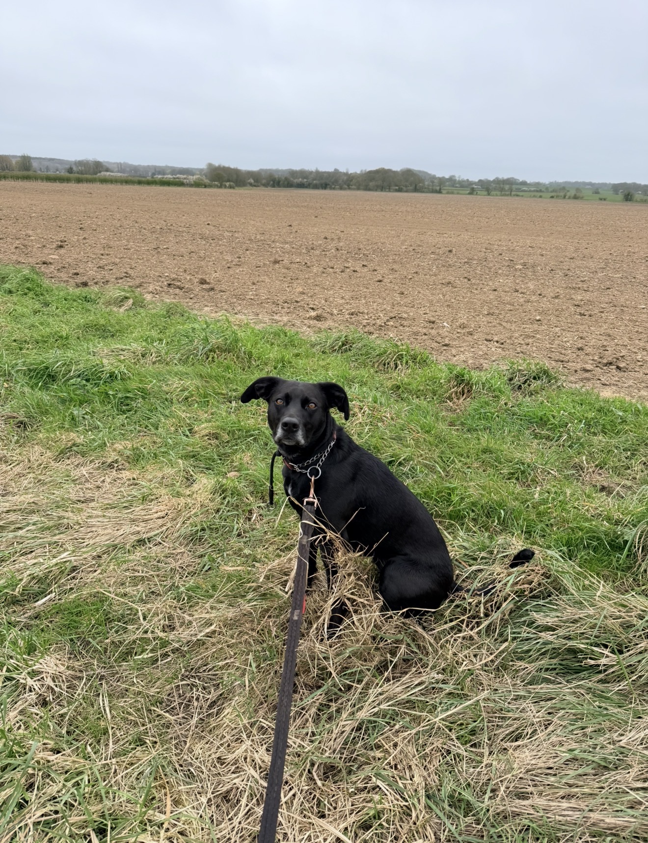 Dog walk