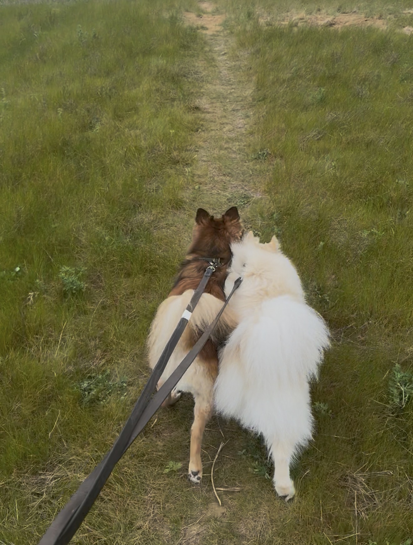 Dog adventure