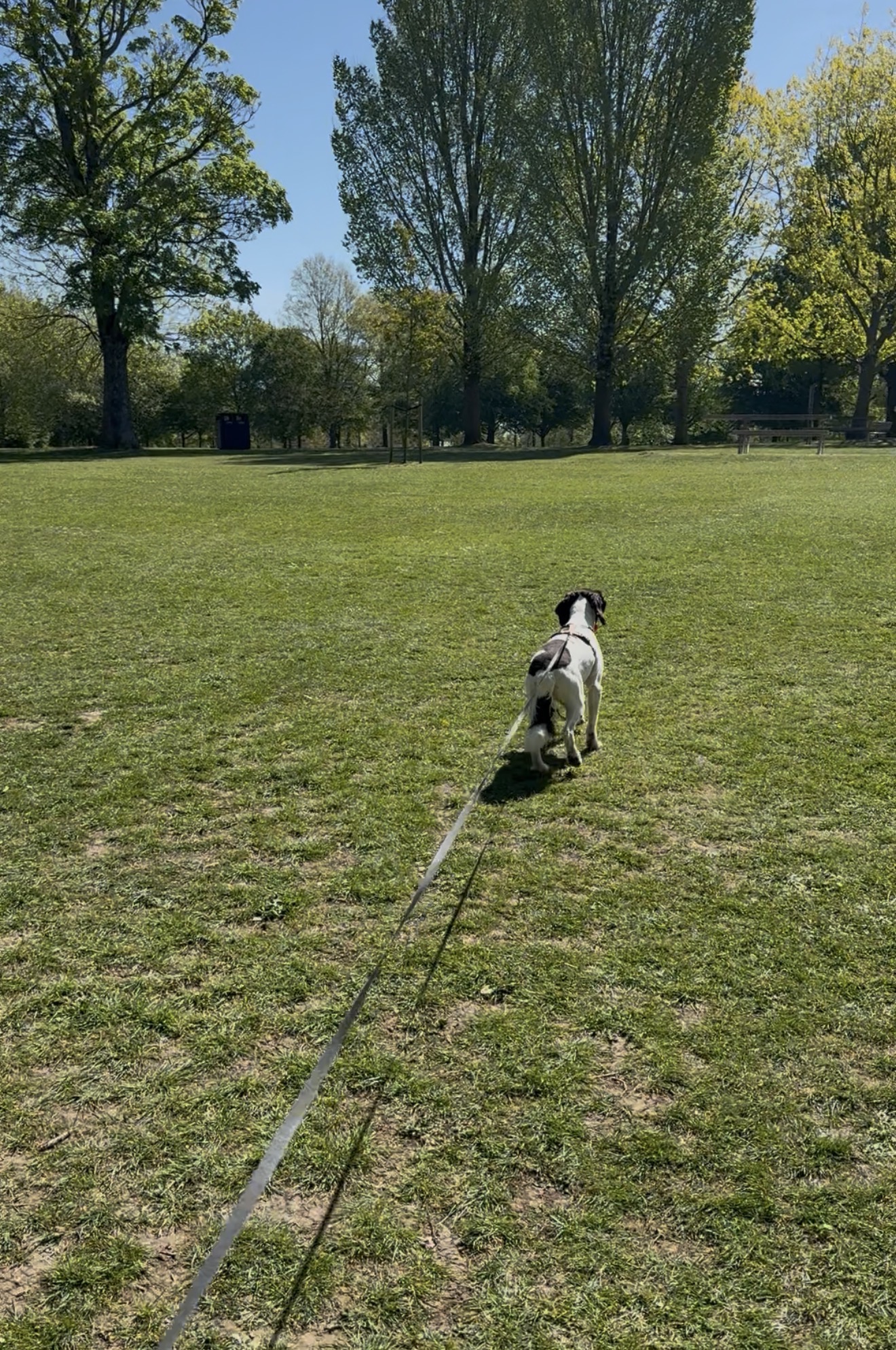 North Downs Hounds walker