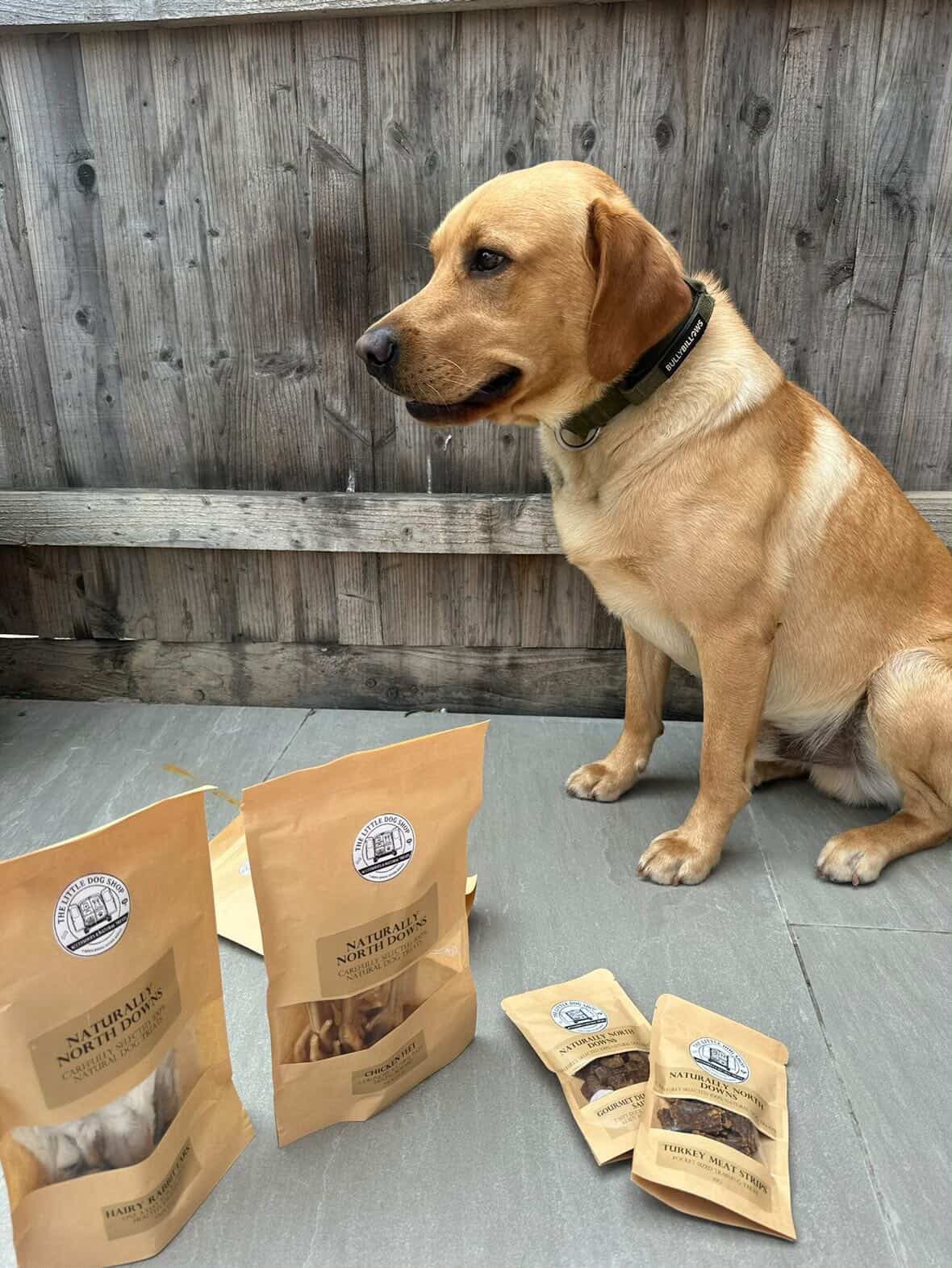 Labrador with treats
